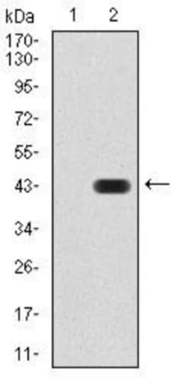 AOF1 Antibody (5E10C1) - BSA Free, Novus Biologicals:Antibodies:Primary